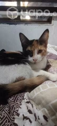 Búsqueda de hogar