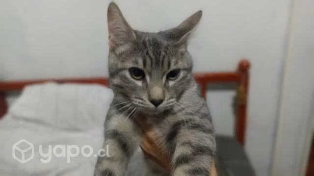 Búsqueda de hogar