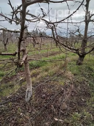 Parcela de agrado