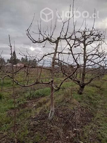 Parcela de agrado
