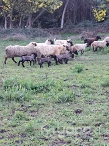 Ovejas