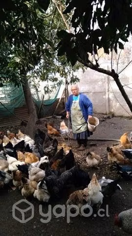 Gallinas y gallos patos