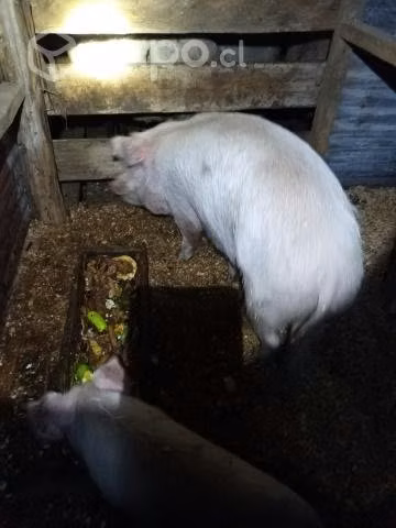Cerdo