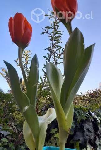 Bulbos de tulipanes