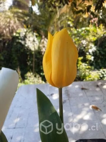 Bulbos de tulipanes