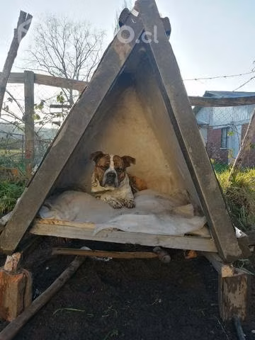 Pareja para perro