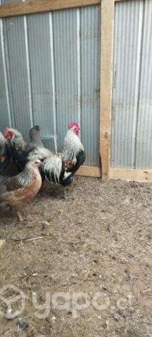 Gallos - Imagen 2