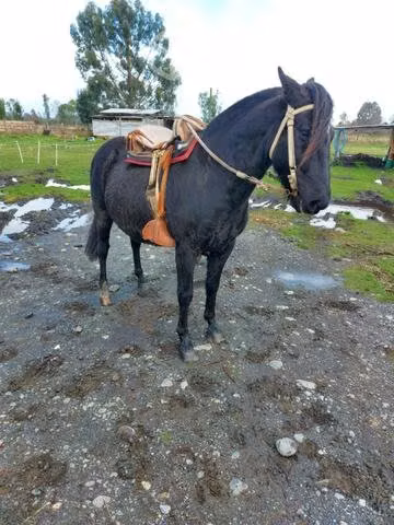 Caballo manso