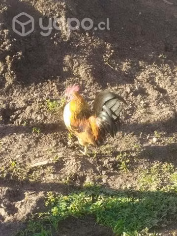 gallos de la pasión