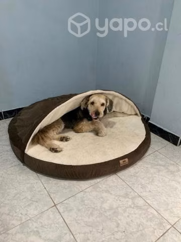 Cama Cueva Iglú Capucha Perros Mascotas Grande