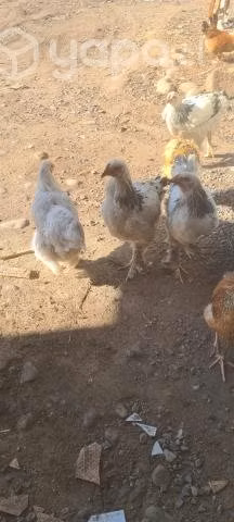Brahmas - Imagen 3