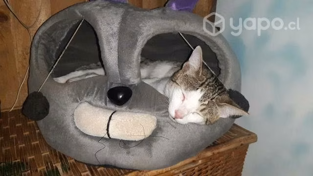 Cama de gato