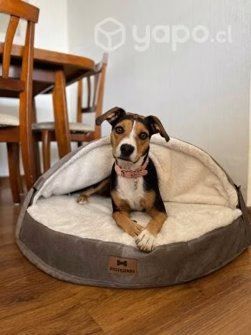 Cama Cueva Iglú Capucha Perros Mascotas Mediano