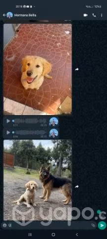 Se perdió cachorro de 4 meses porfavor avisar