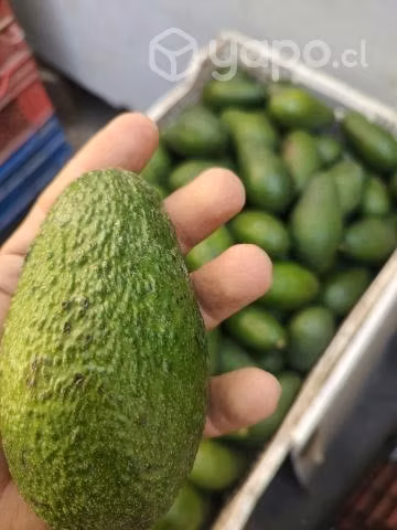 Palta Hass nueva del año