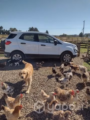 pollos y borregas.