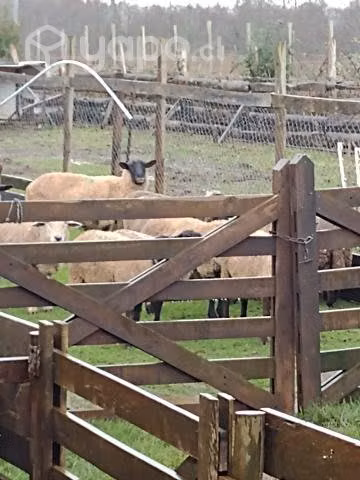 pollos y borregas. - Imagen 2