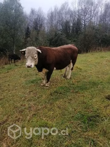 Toro nuevo