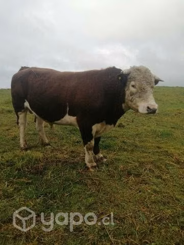 Toro nuevo