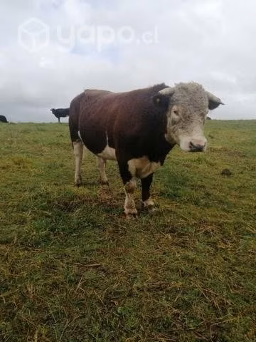 Toro nuevo