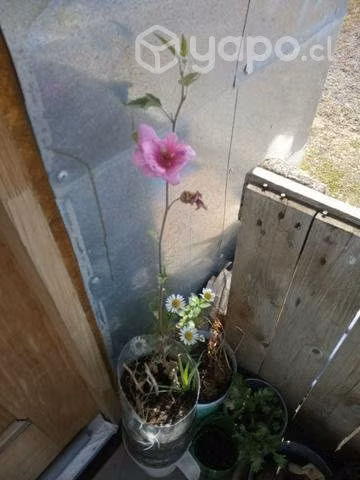 Hermosos .Árbol Malva.