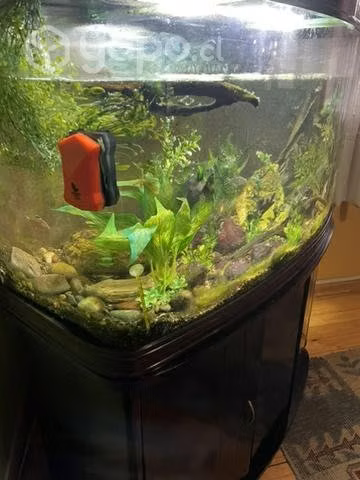 Acuario 200 litros - Imagen 2