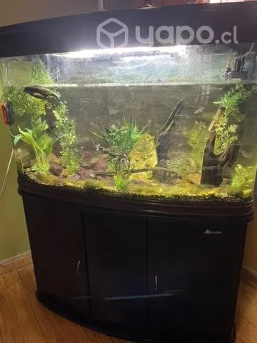 Acuario 200 litros - Imagen 3