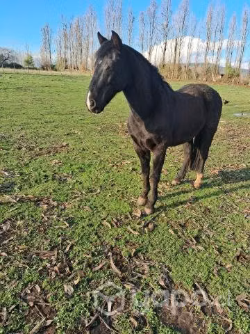 Caballo