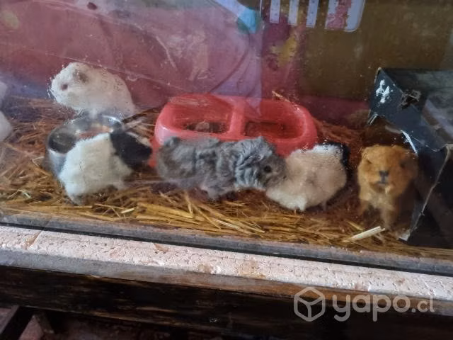 Hermosos cuyes