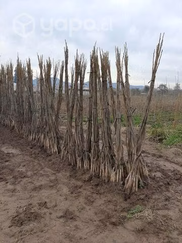 Arboles Frutales Injertados