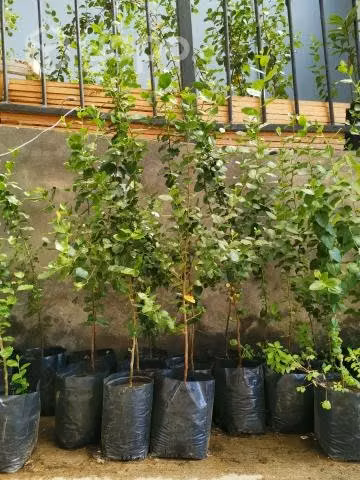 Plantas de Quillay, Maqui, boldo y otros