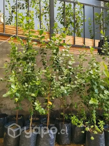Plantas de Quillay, Maqui, boldo y otros