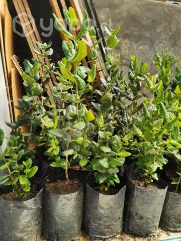 Plantas de Quillay, Maqui, boldo y otros