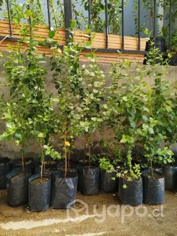 Plantas de Quillay, Maqui, boldo y otros