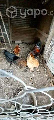 Gallinas de casa