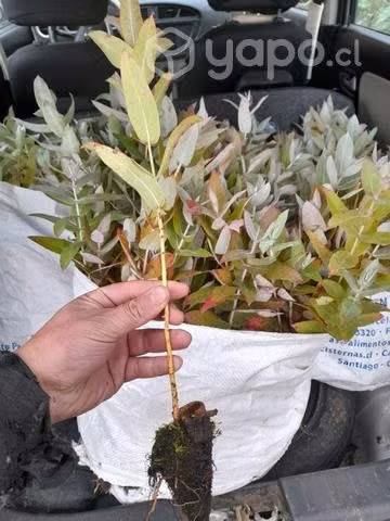 Plantas de eucaliptus