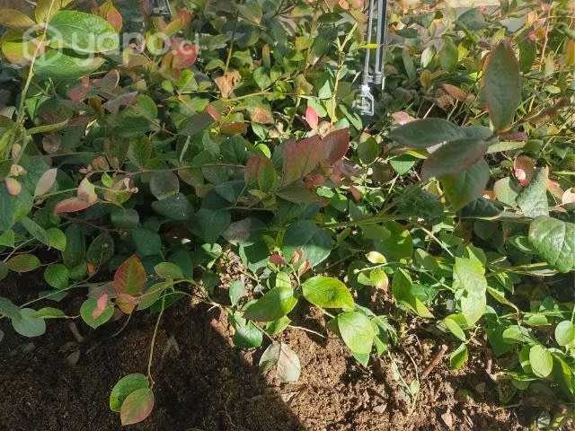 Planta de Arandano BLURIBON