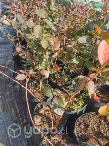 Planta de Arandano BLURIBON