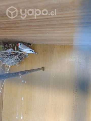 Lote de aves - Imagen 2