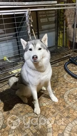 Peluquería Canina Los Regalones
