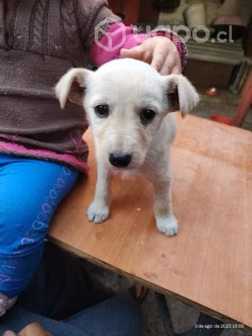 Se regala perrita