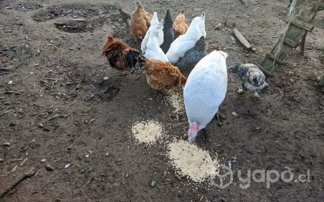 Gallinas (el pavo no se incluye)