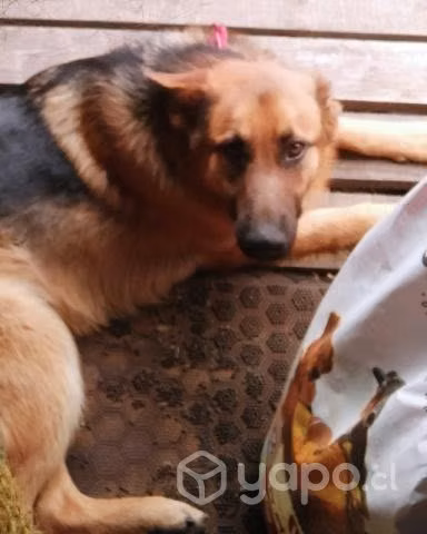 Cachorro busca familia adoptiva