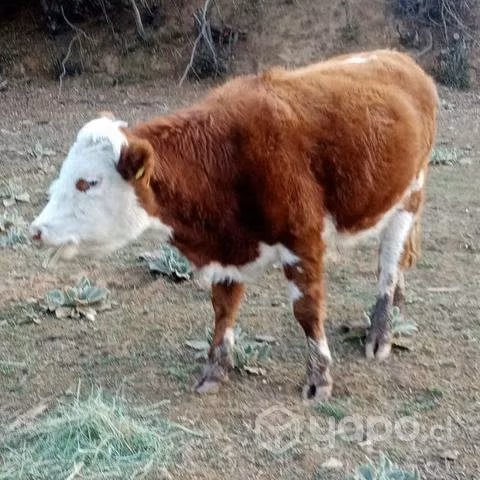 Ternero bonito - Imagen 2