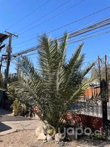 Palmera 2 mts aprox - Imagen 2