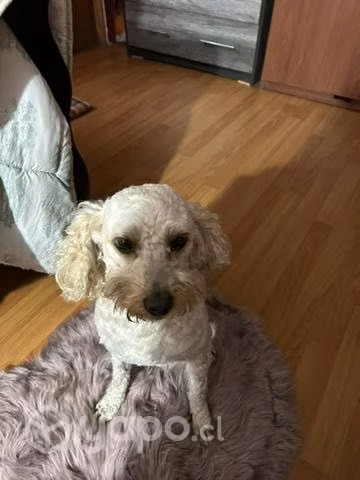 Poodle mediano
