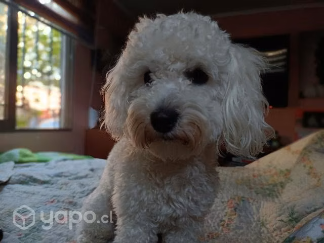 Novia para mi perrito
