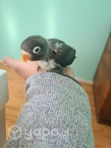 Agapornis personata
