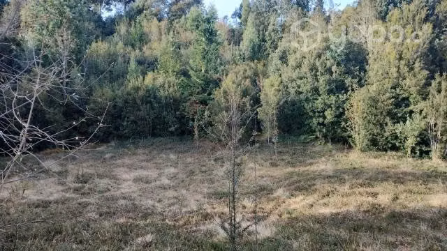 2 Hectareas en Correntoso, Decima Region