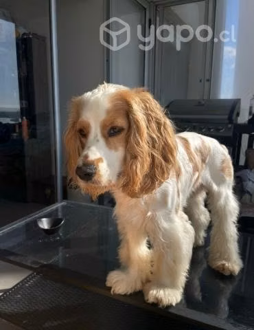Cocker Spaniel busca polola